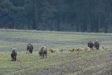 Wildschweine in der Senne